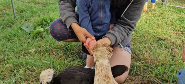 Visite guidée de la ferme