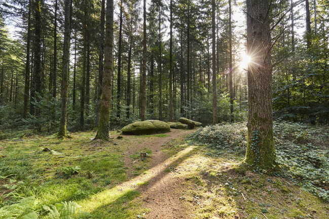 menhirs-foret-camors_1224x816