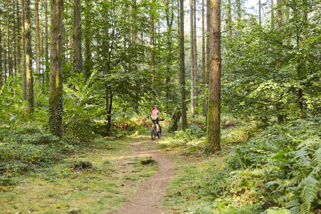 cycliste-sentier-foret-camors_1224x816